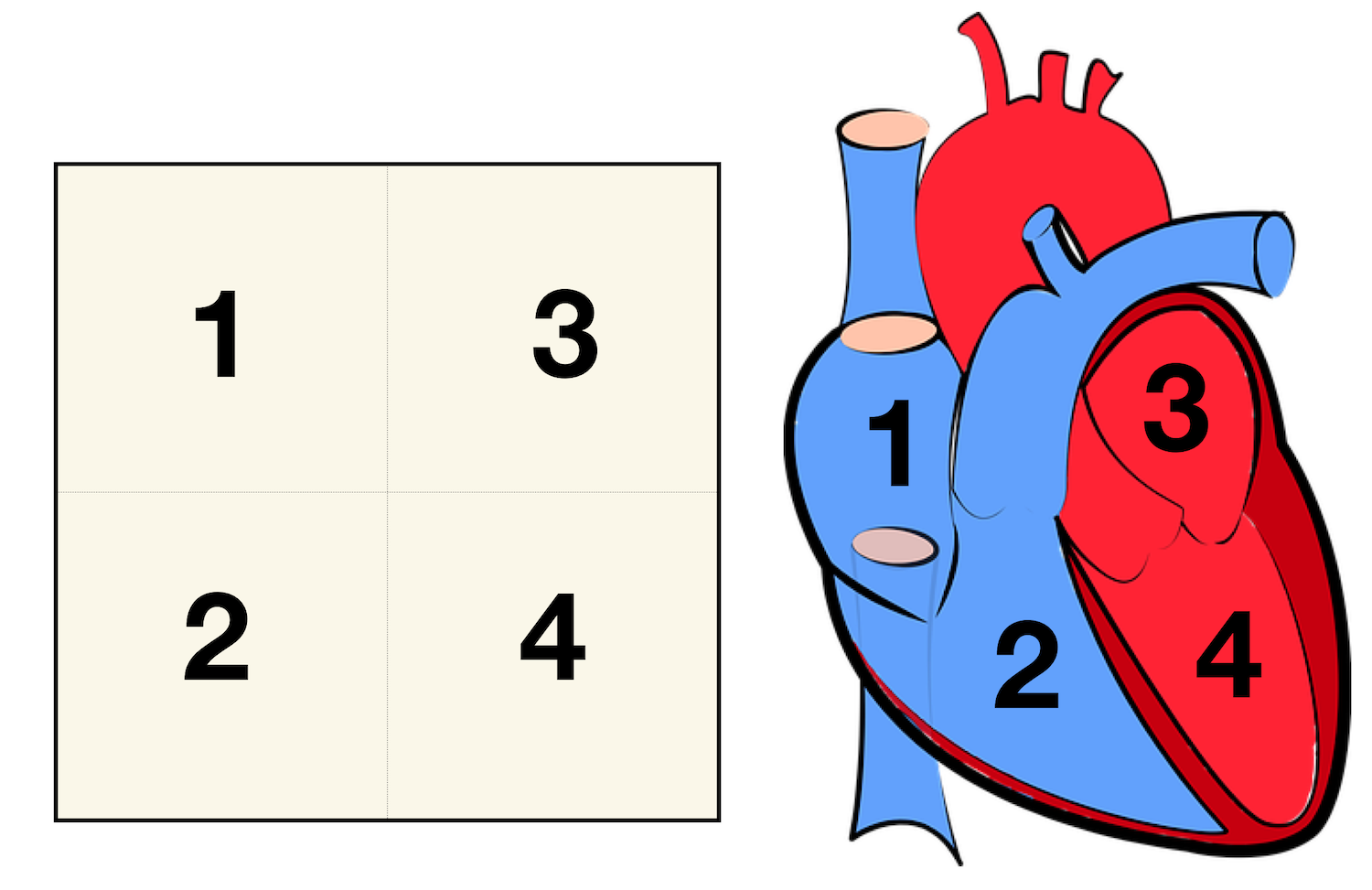 Heart Anatomy: Labeled Diagram, Structures, Blood Flow, Function of ...